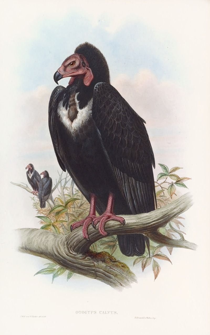 Black Vulture by John Gould, 1850-1883 — digital art print download