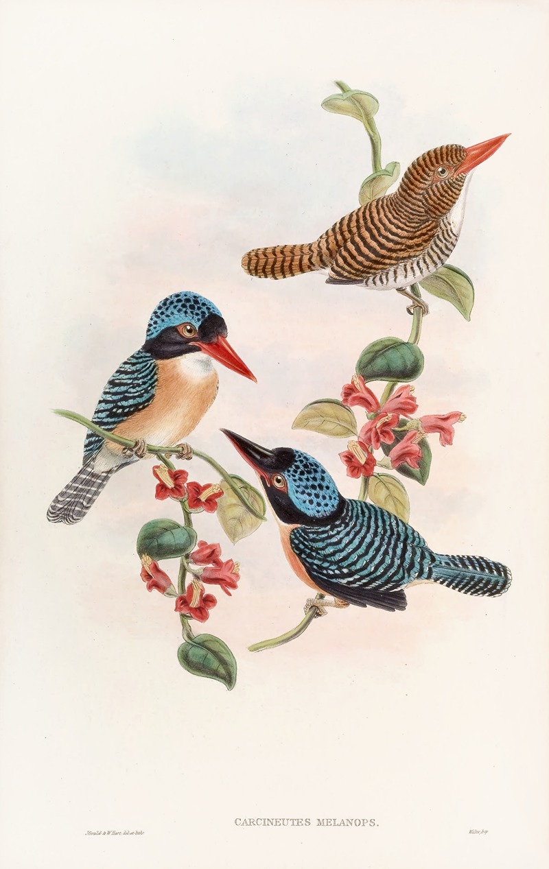 Black-faced Kingfisher by John Gould, 1850-1883 — digital art print download