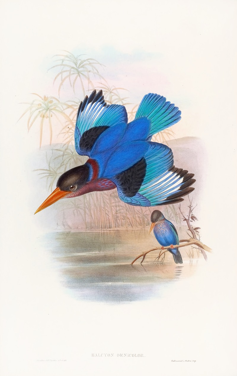 Blue-and-white Kingfisher by John Gould, 1850-1883 — digital art print download