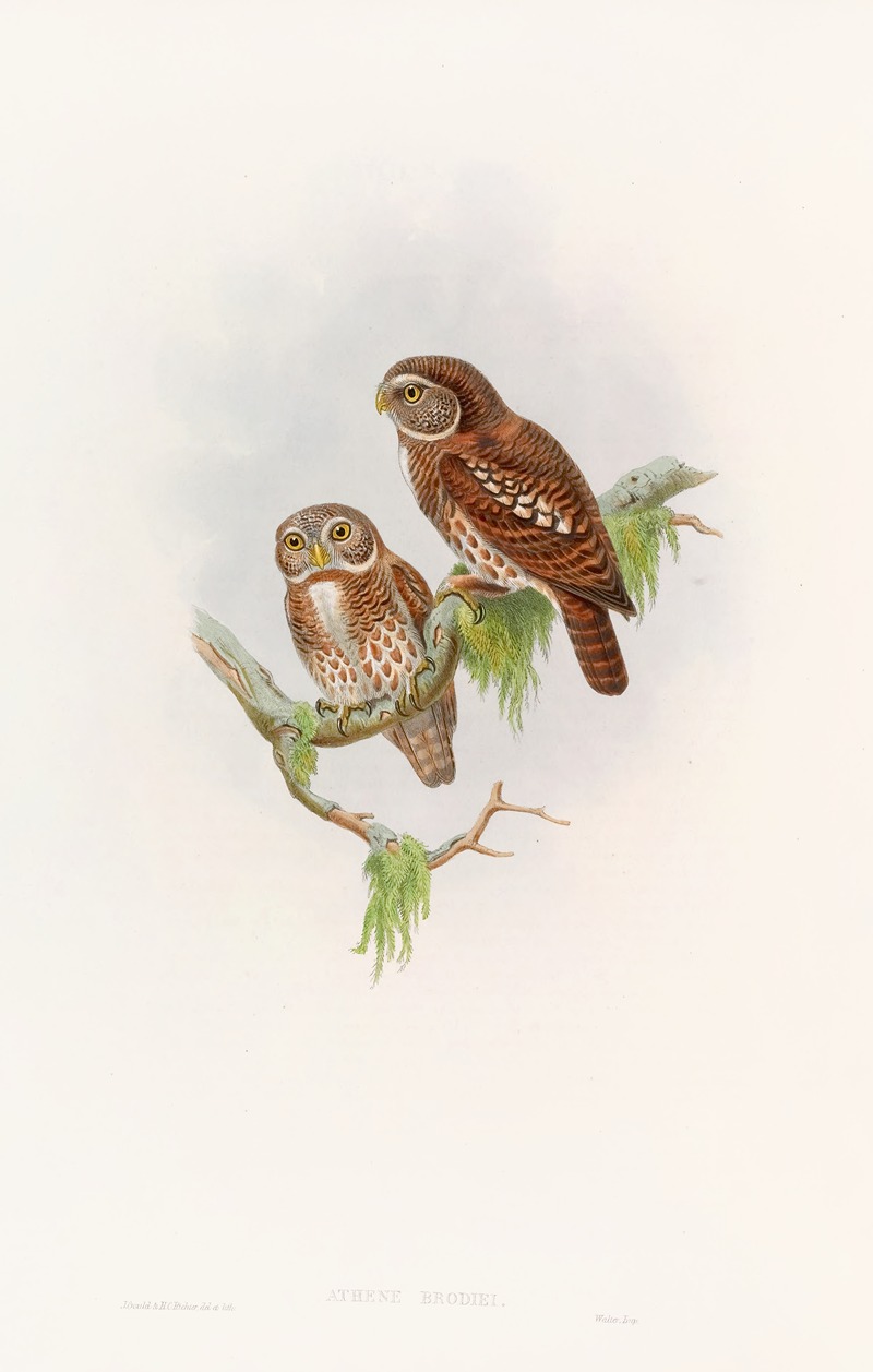 Brodie's Owlet by John Gould, 1850-1883 — digital art print download