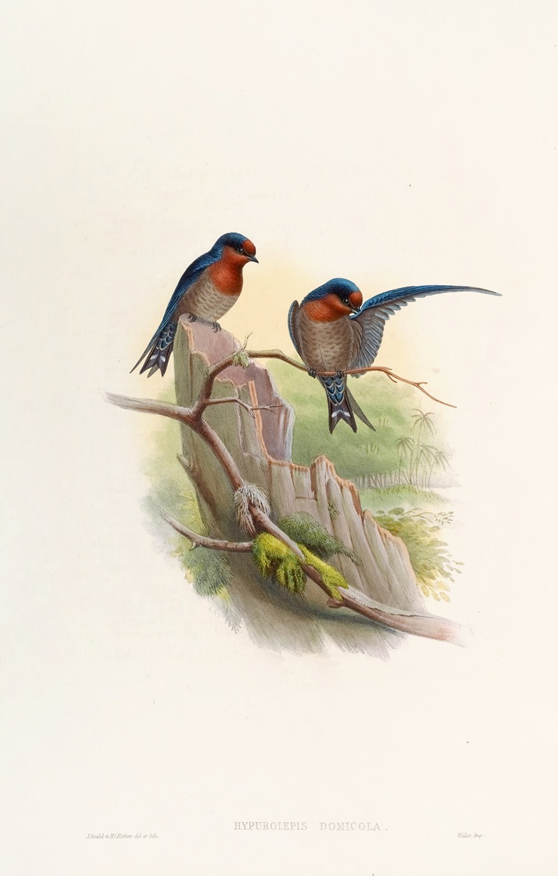 Bungalow Swallow by John Gould, 1850-1883 — digital art print download
