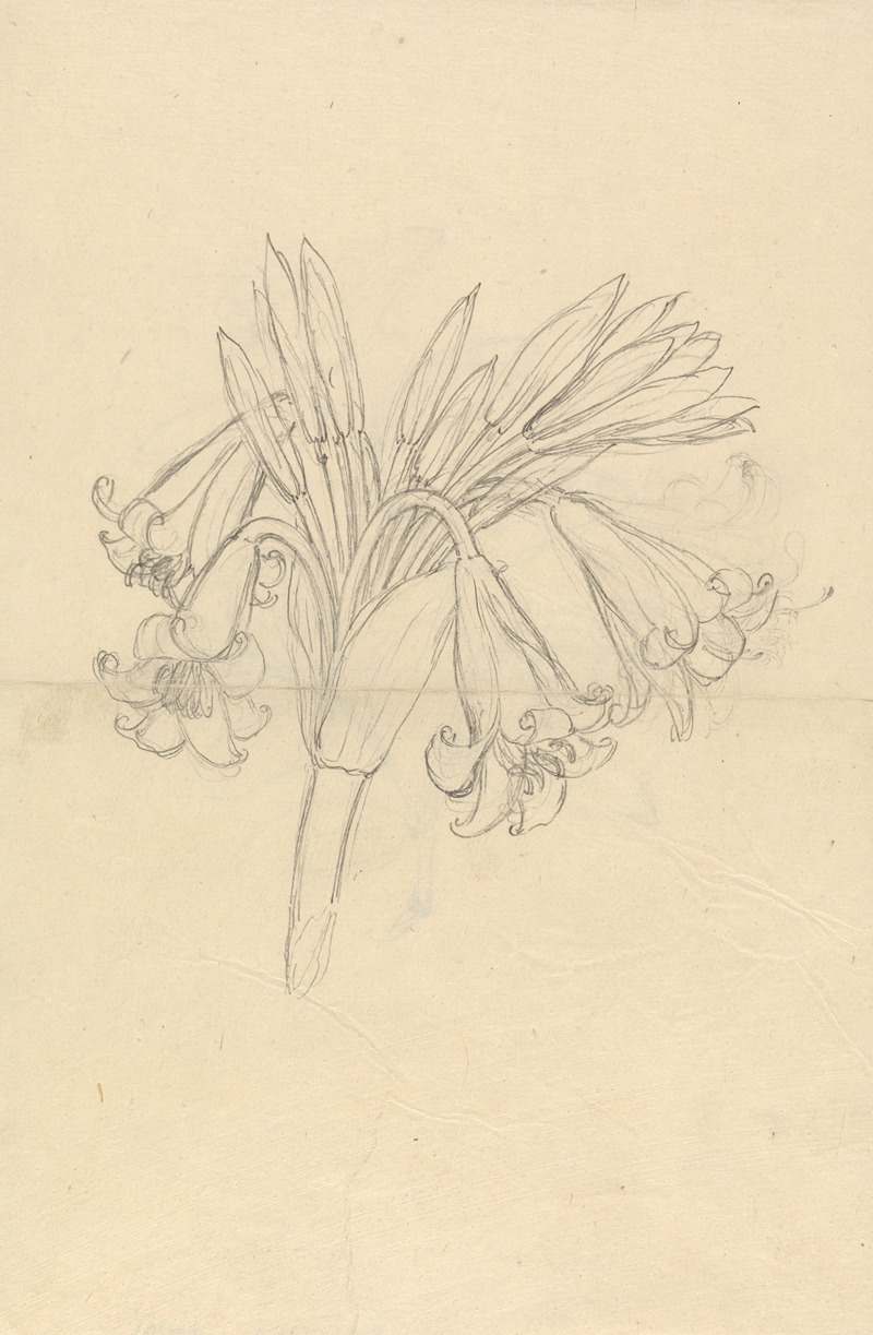 Crinum Schimperi by Luigi Balugani — digital art print download