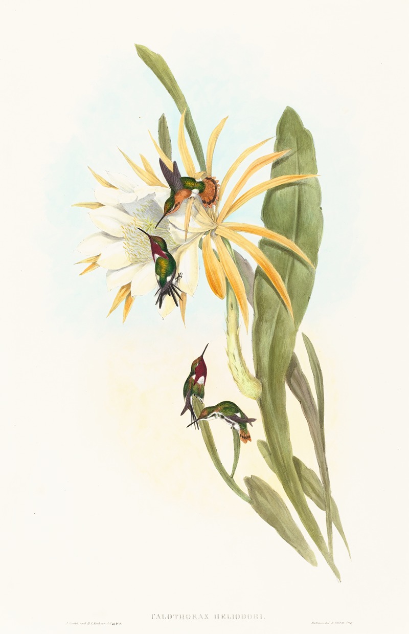 Calothorax heliodori by John Gould — digital art print download