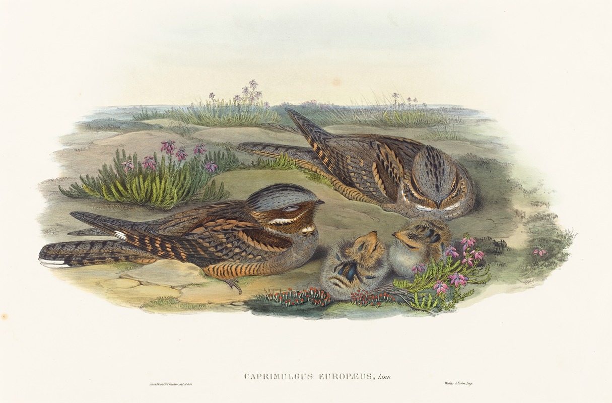 Caprimulgus europaeus — John Gould