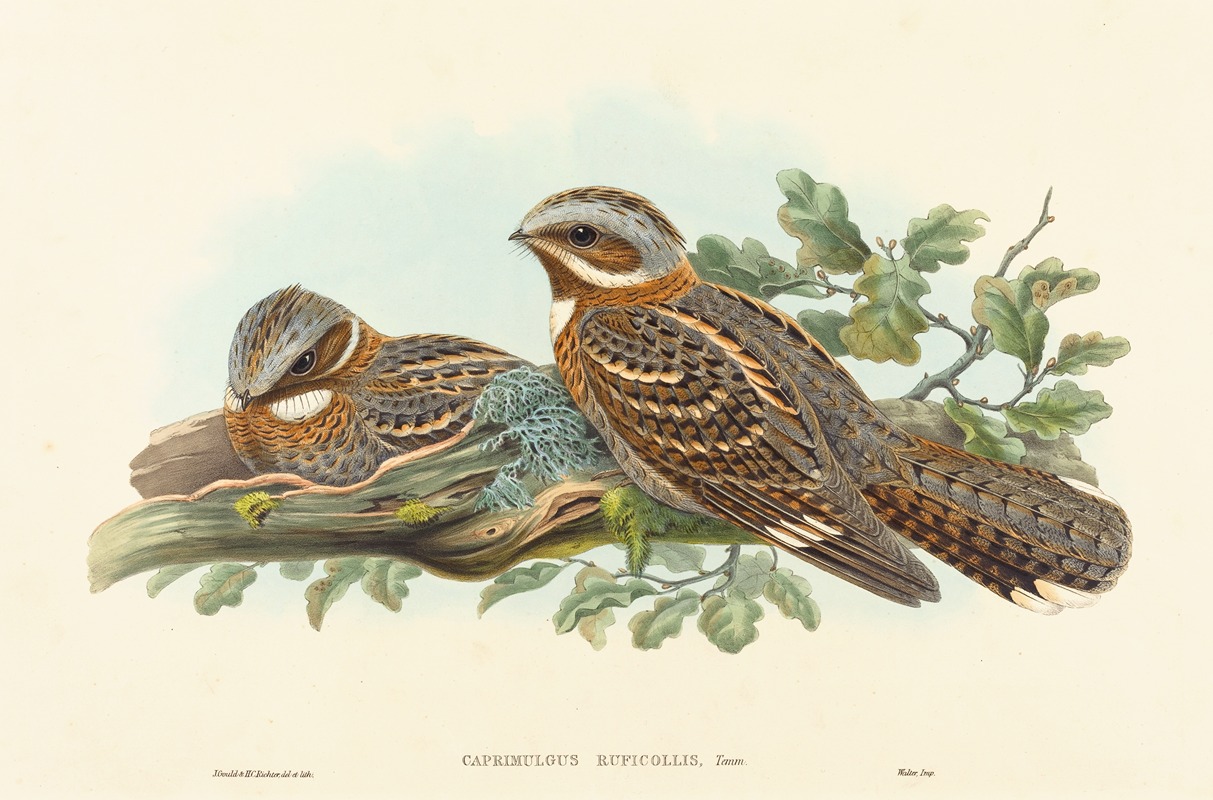 Caprimulgus Ruficollis by John Gould — digital art print download