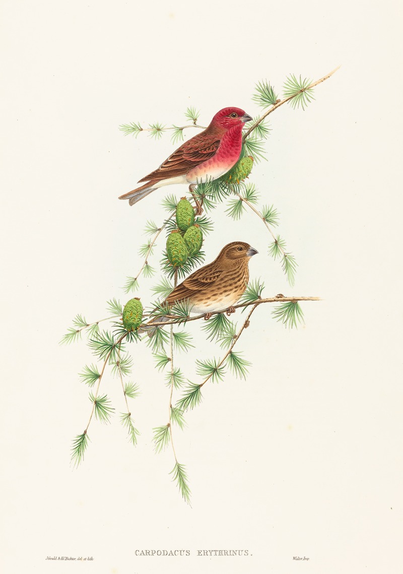 Carpodacus erythrinus — John Gould