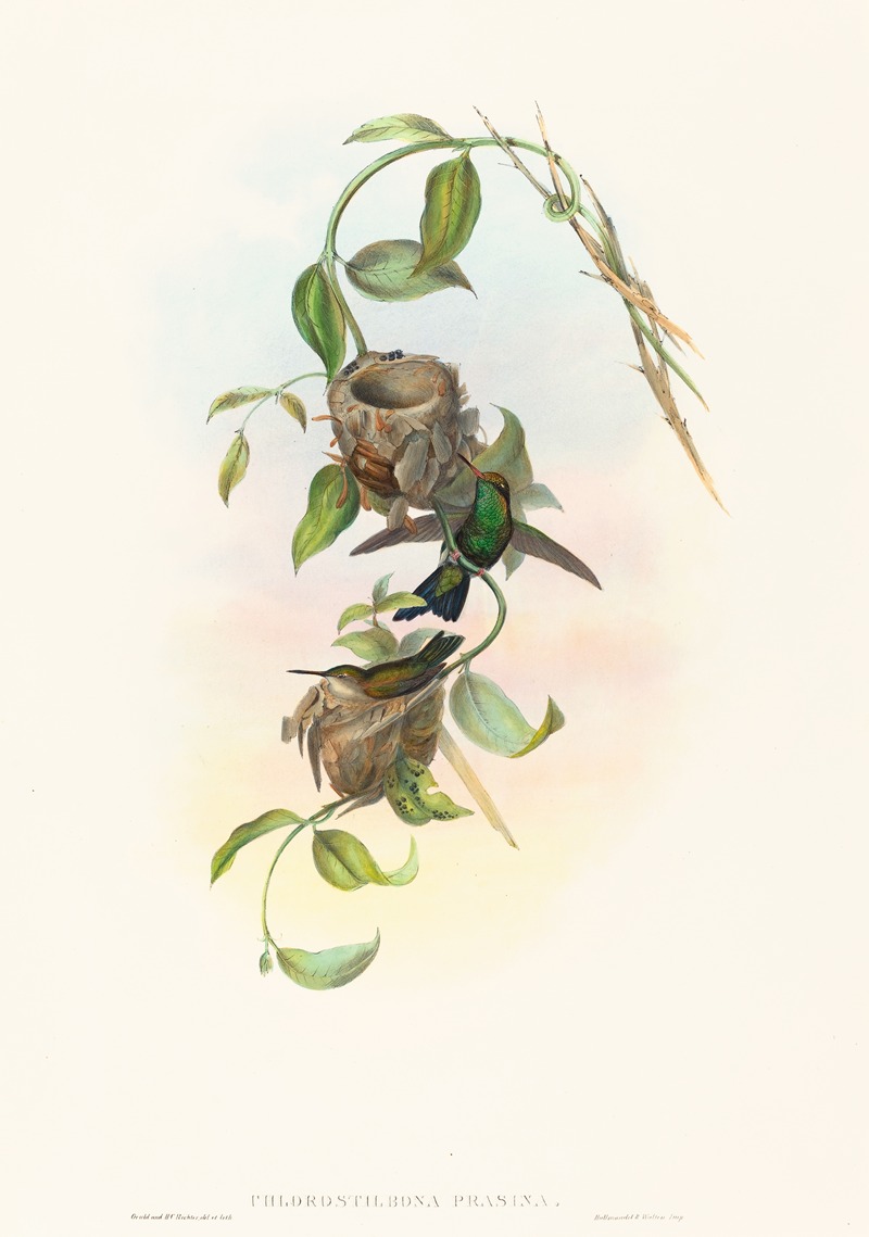 Chlorostilbona prasina — John Gould