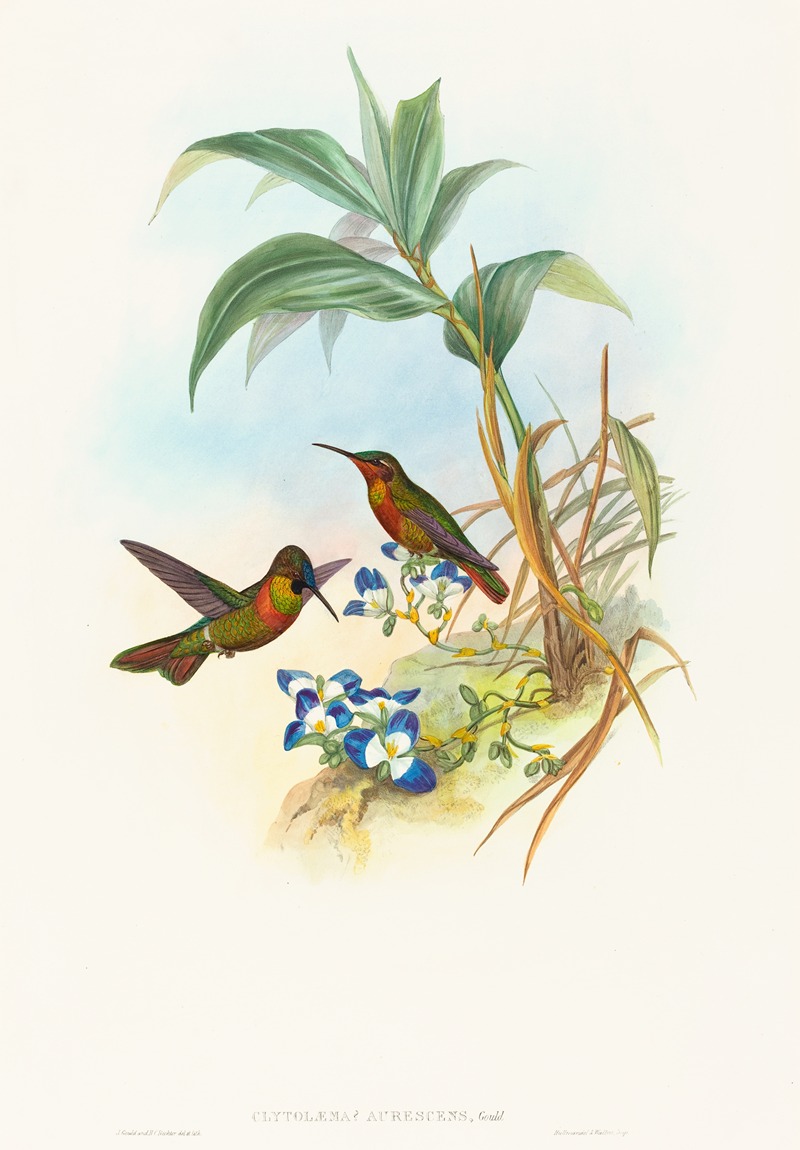 Clytolaema aurescens by John Gould — digital art print download