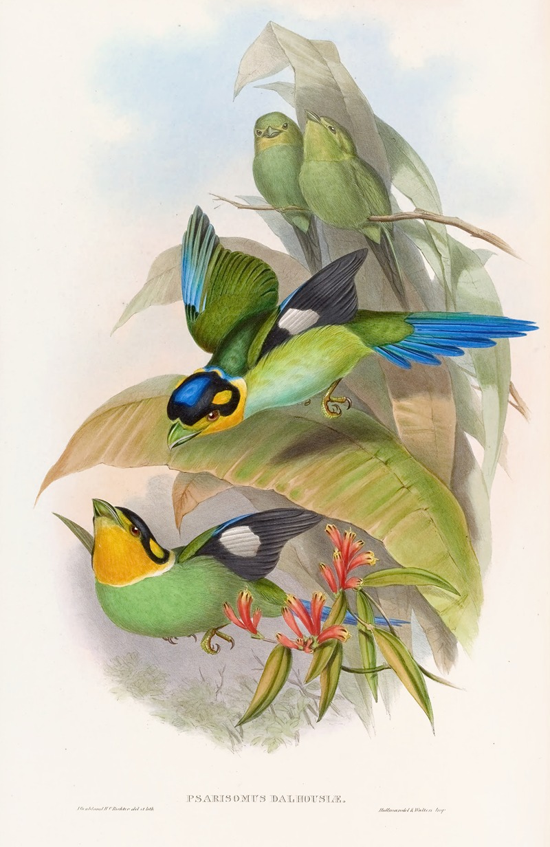 Dalhousie's Eurylaime by John Gould, 1850-1883 — digital art print download
