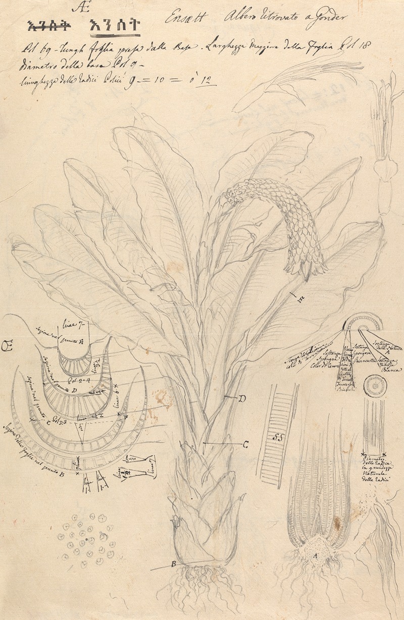 Ensete ventricosum 2 by Luigi Balugani — digital art print download