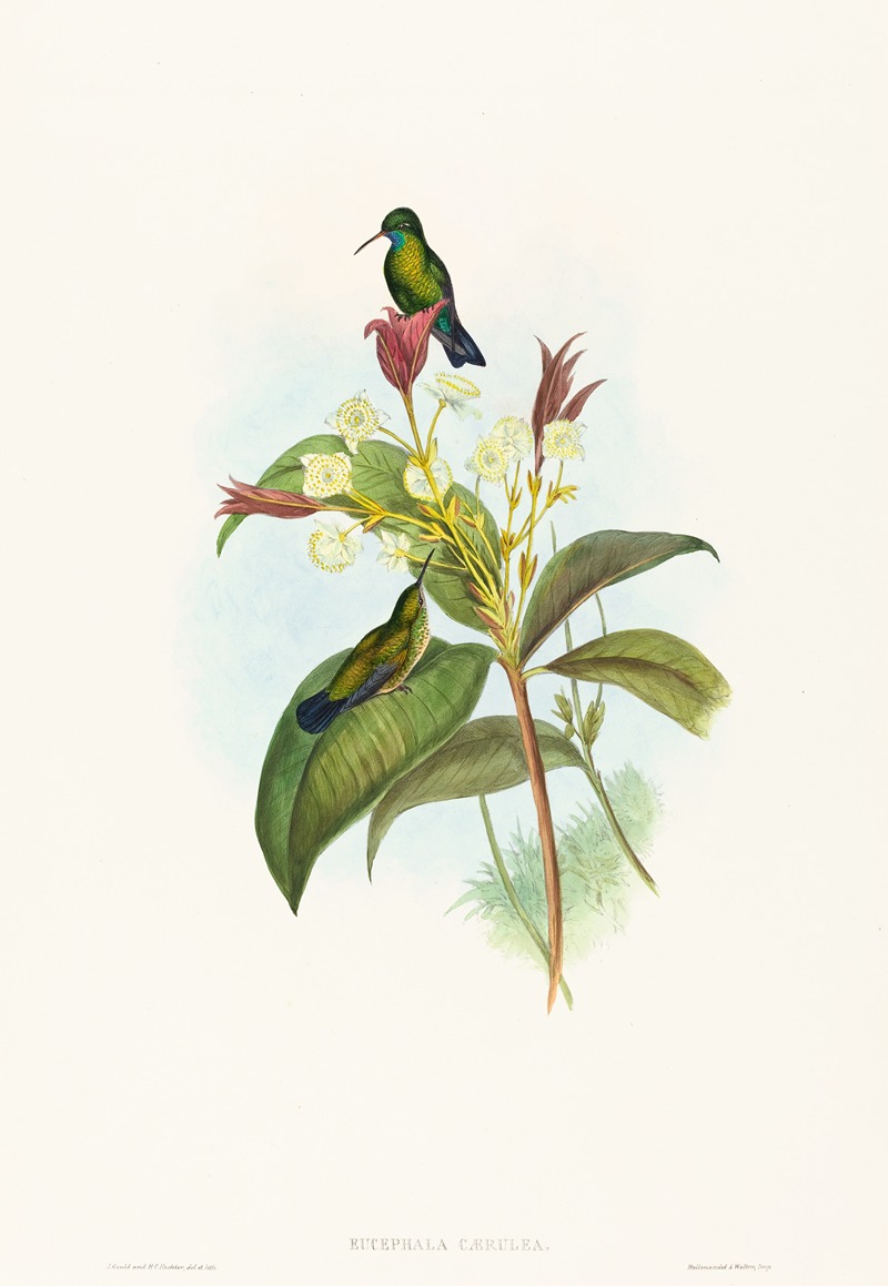 Eucephala caerulea by John Gould — digital art print download