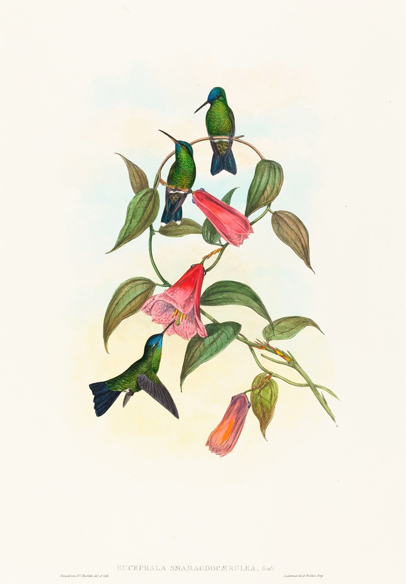 Eucephala smaragdocaerulea by John Gould — digital art print download
