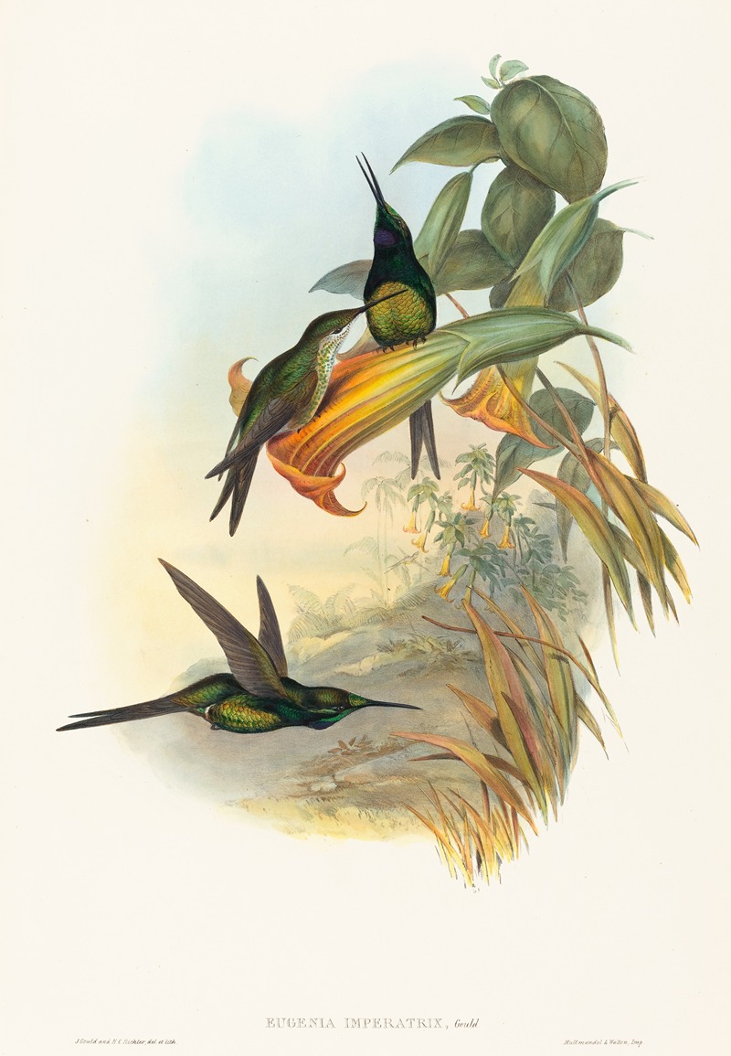 Eugenia imperatrix by John Gould — digital art print download