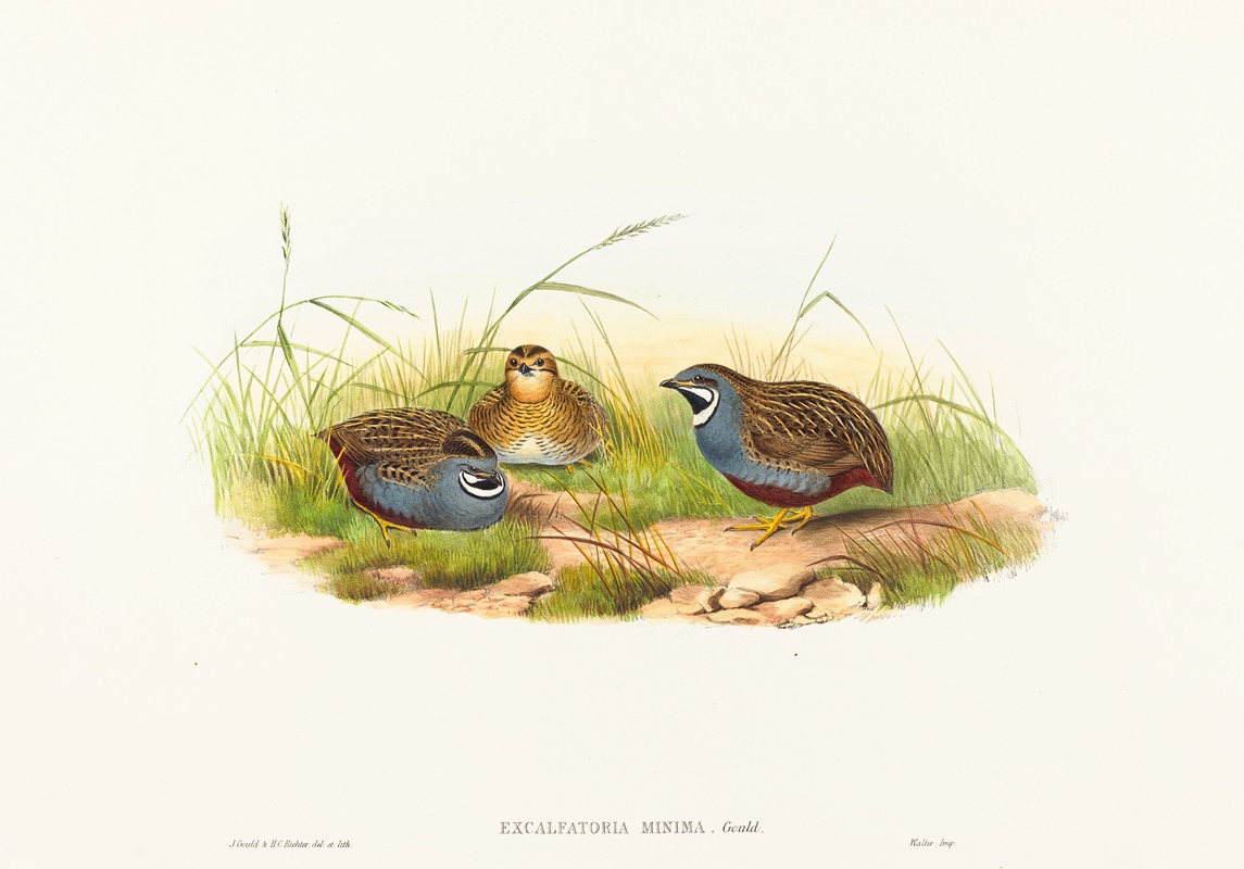 Excalftoria minima — John Gould