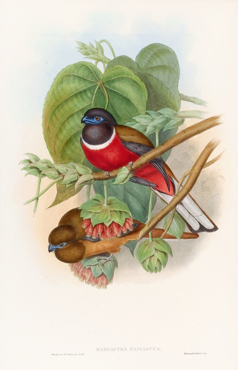 Fasciated Trogon by John Gould, 1850-1883 — digital art print download