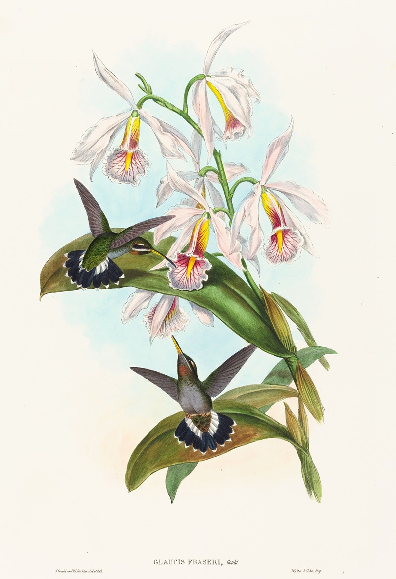 Glaucis fraseri by John Gould — digital art print download