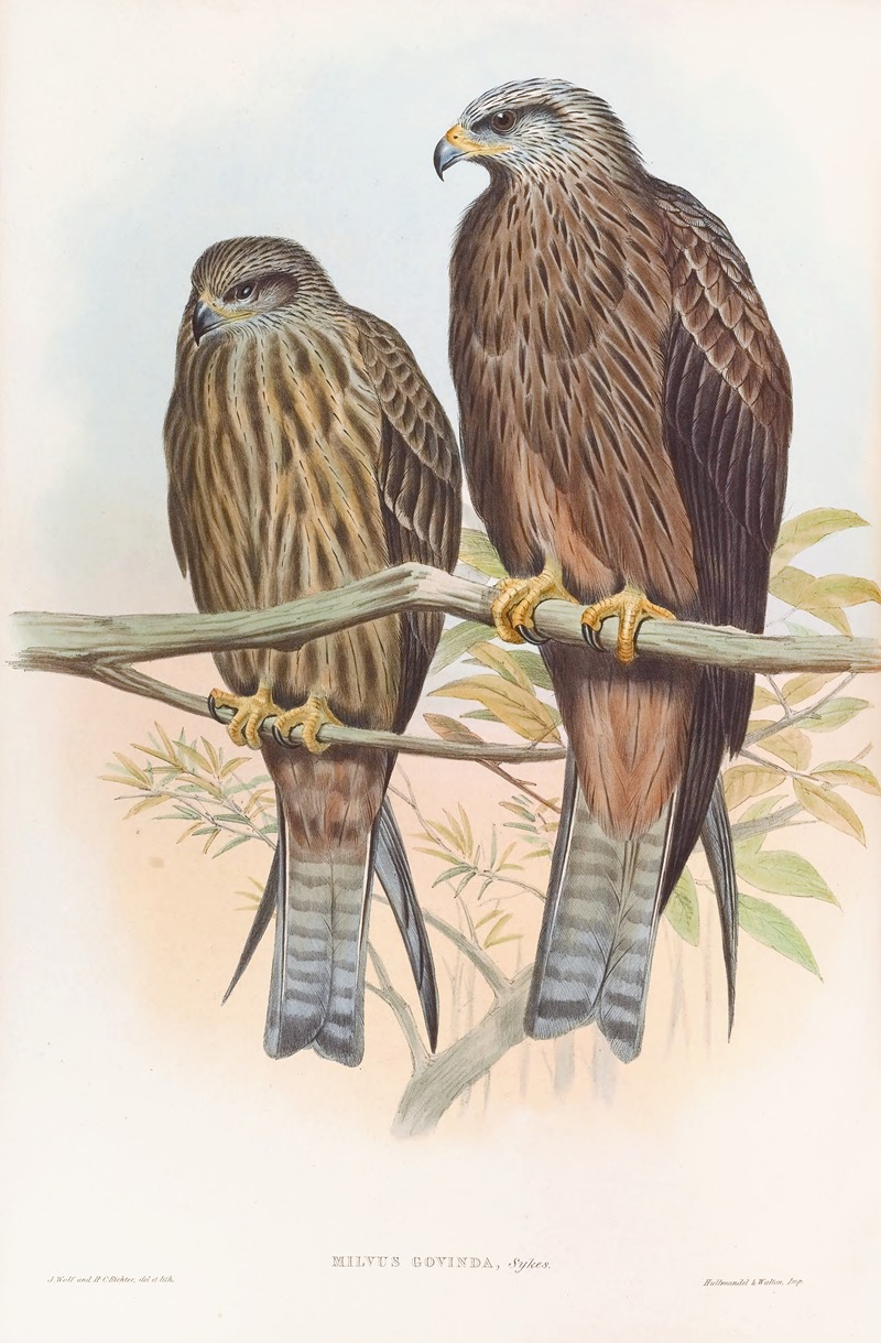 Govinda Kite by John Gould, 1850-1883 — digital art print download