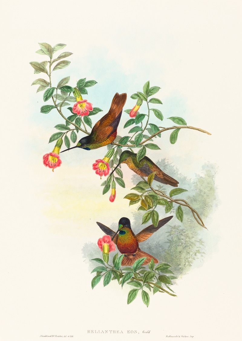 Helianthea eos by John Gould — digital art print download