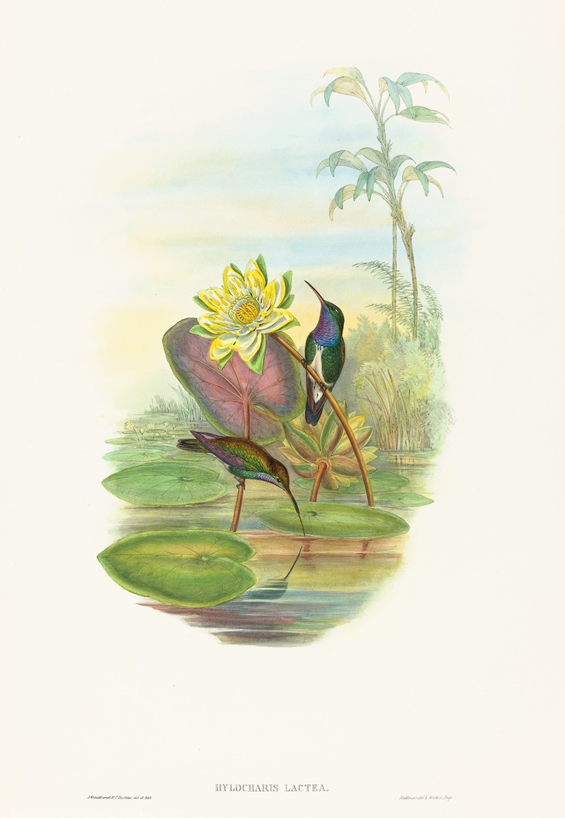Hylocharis lactea by John Gould — digital art print download