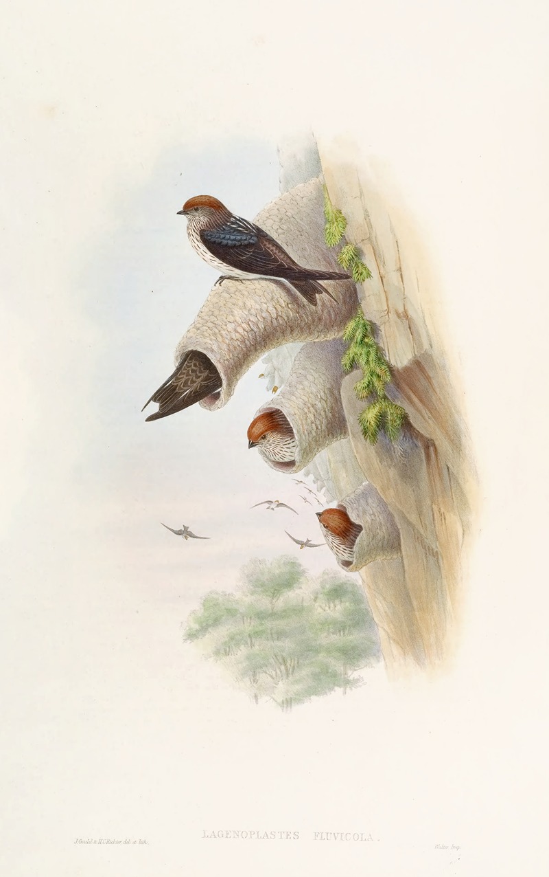 Indian Cliff-Swallow by John Gould, 1850-1883 — digital art print download