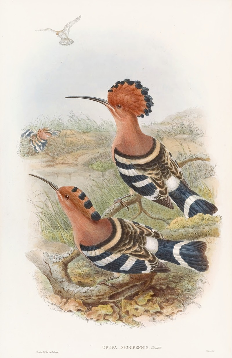 Indian Hoopoe by John Gould, 1850-1883 — digital art print download