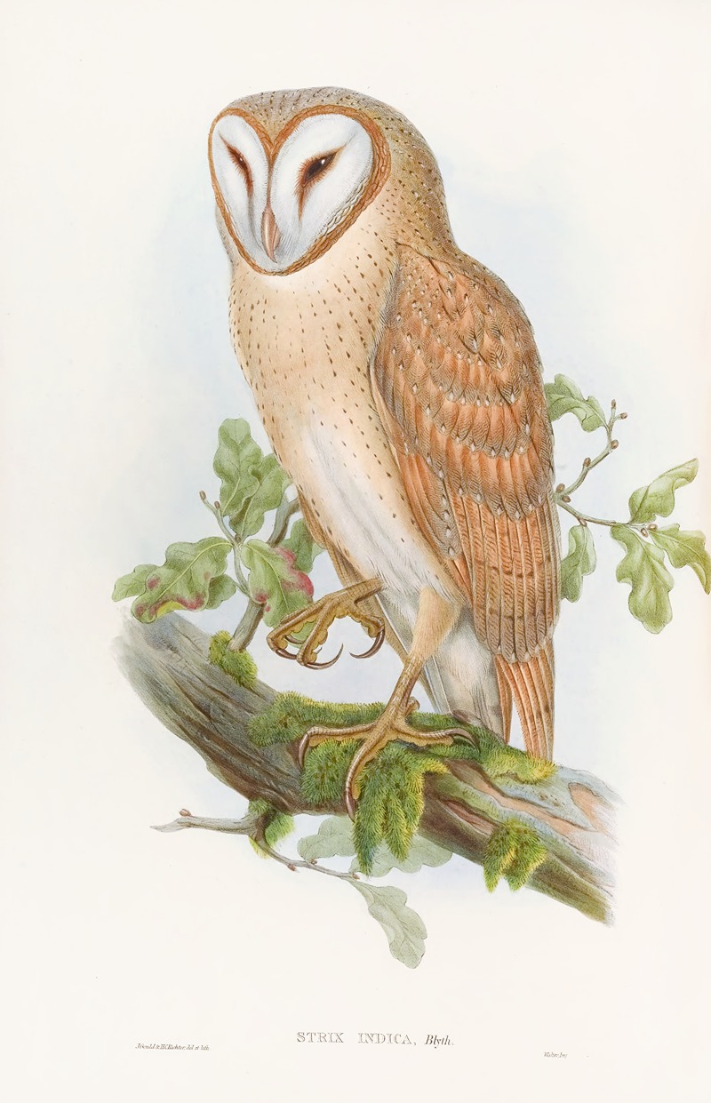 Indian Screech Owl by John Gould, 1850-1883 — digital art print download