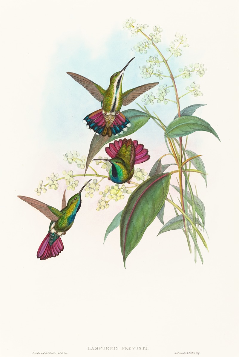 Lampornis prevosti by John Gould — digital art print download