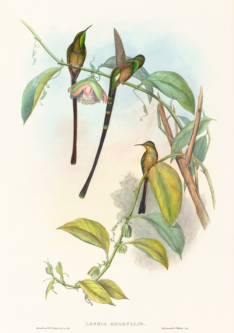 Lesbia Amaryllis by John Gould — digital art print download
