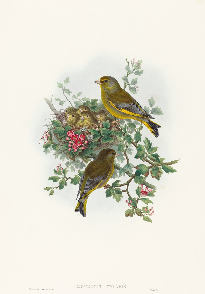 Ligurinus chloris by John Gould — digital art print download
