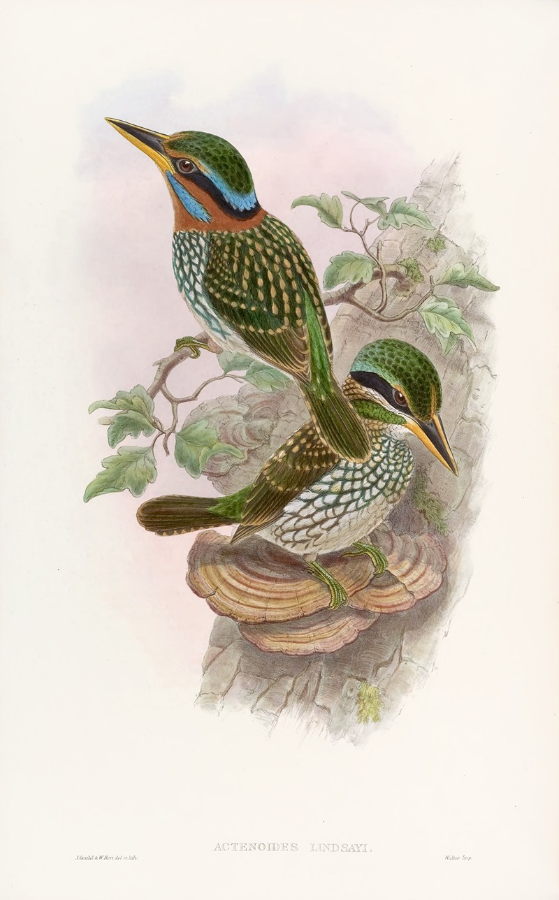 Lindsay's Kingfisher by John Gould, 1850-1883 — digital art print download