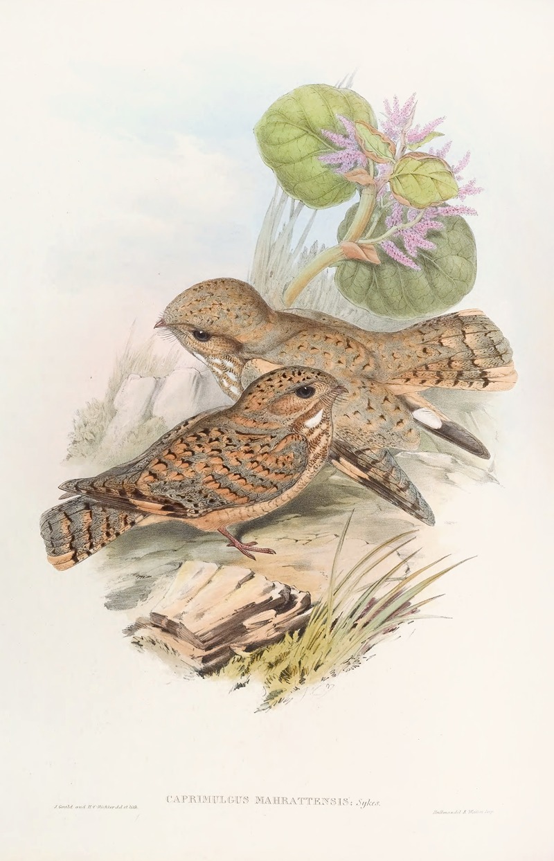 Mahratta, Nightjar by John Gould, 1850-1883 — digital art print download