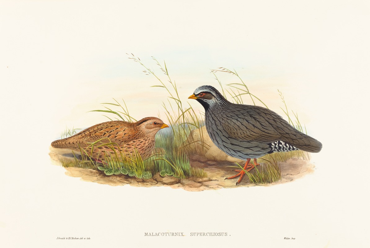 Malacoturnix superciliosus — John Gould