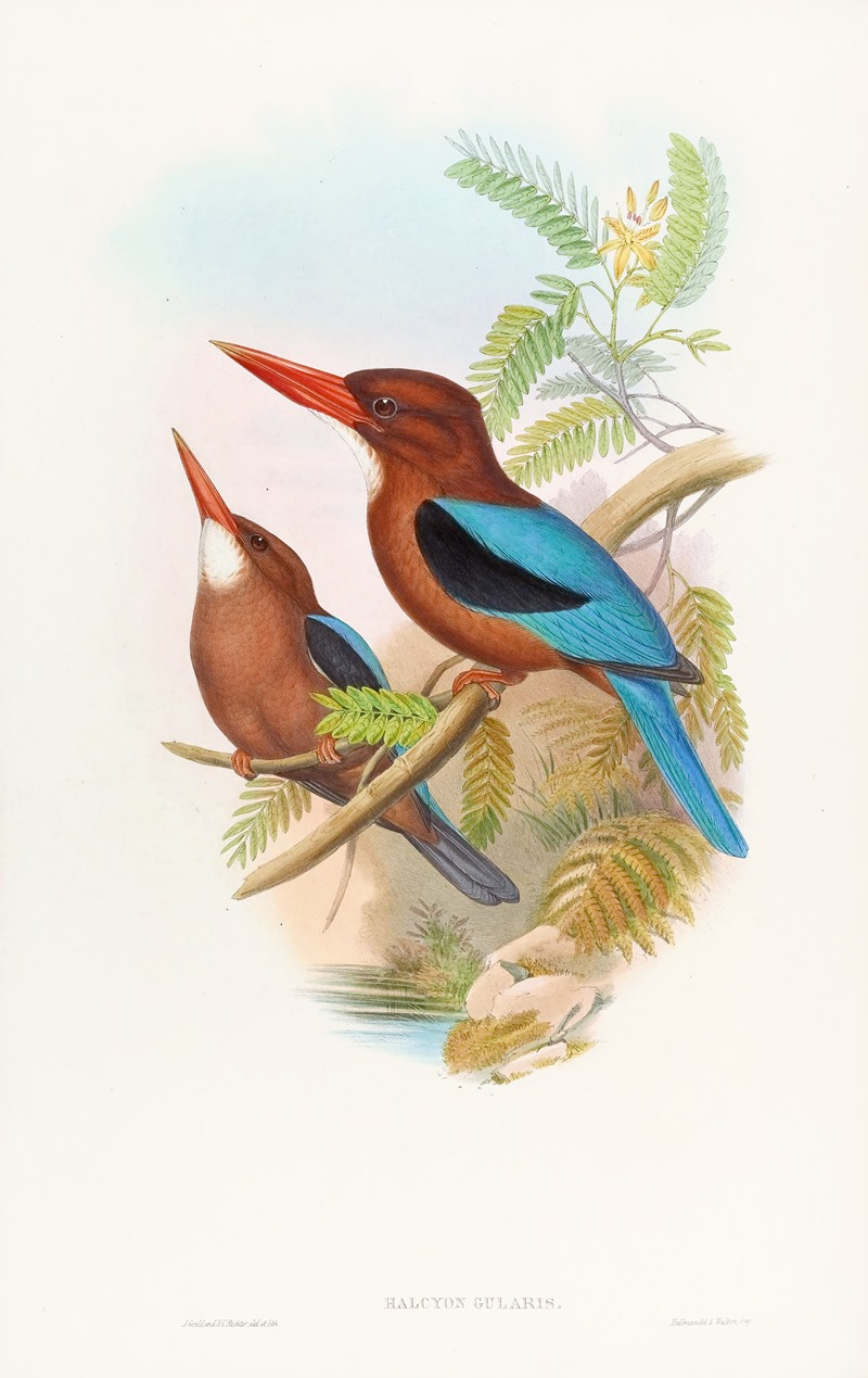 Manilla Kingfisher by John Gould, 1850-1883 — digital art print download