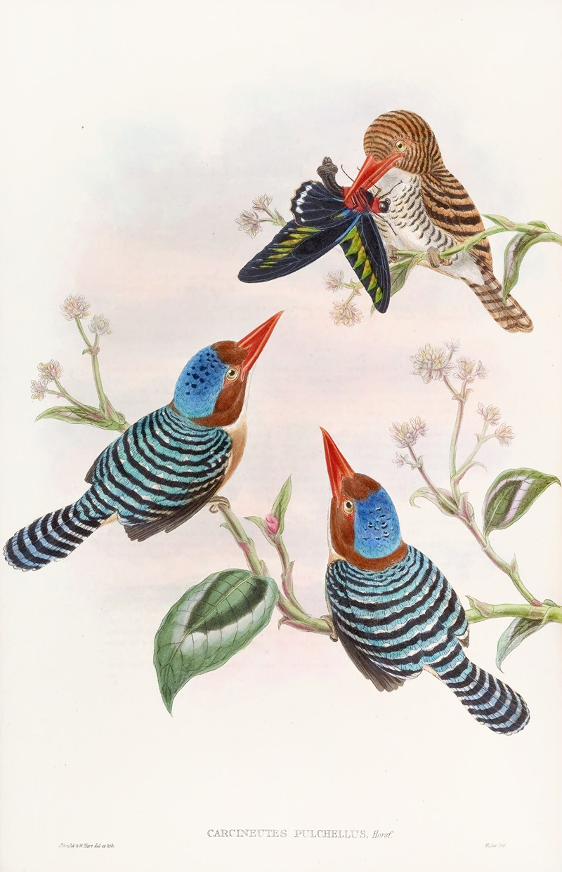 Many-coloured Kingfisher by John Gould, 1850-1883 — digital art print download