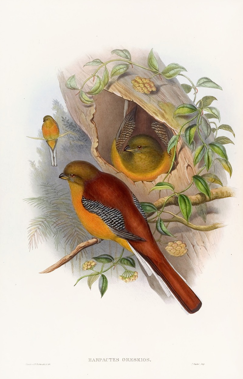 Mountain Trogon by John Gould, 1850-1883 — digital art print download