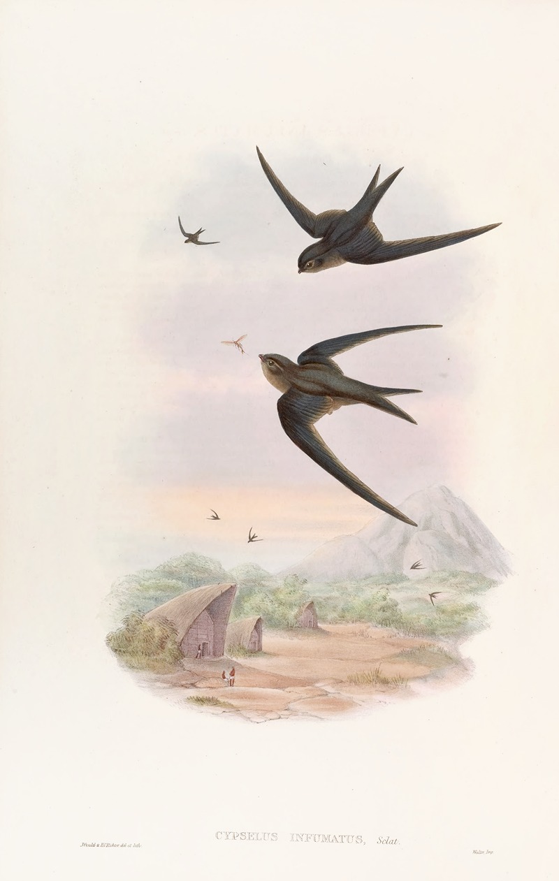 Palm Roof-Swift by John Gould, 1850-1883 — digital art print download