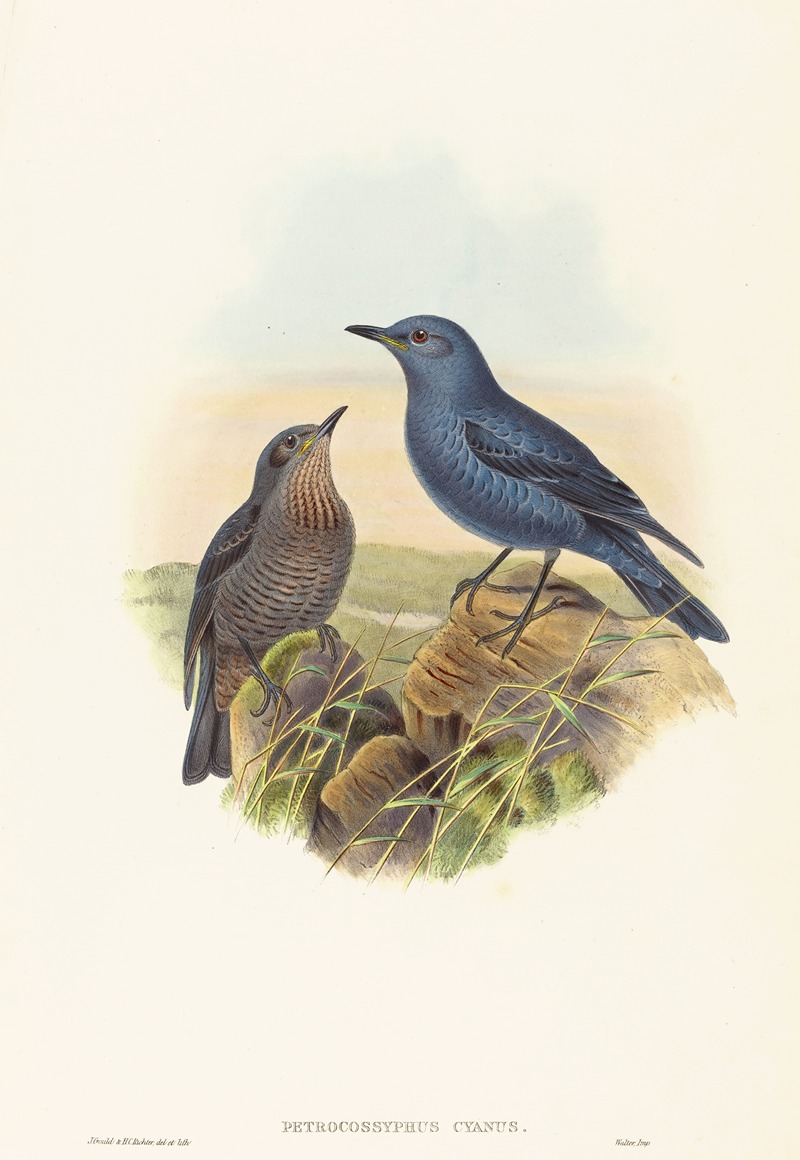 Petrocossyphus cyanus by John Gould — digital art print download