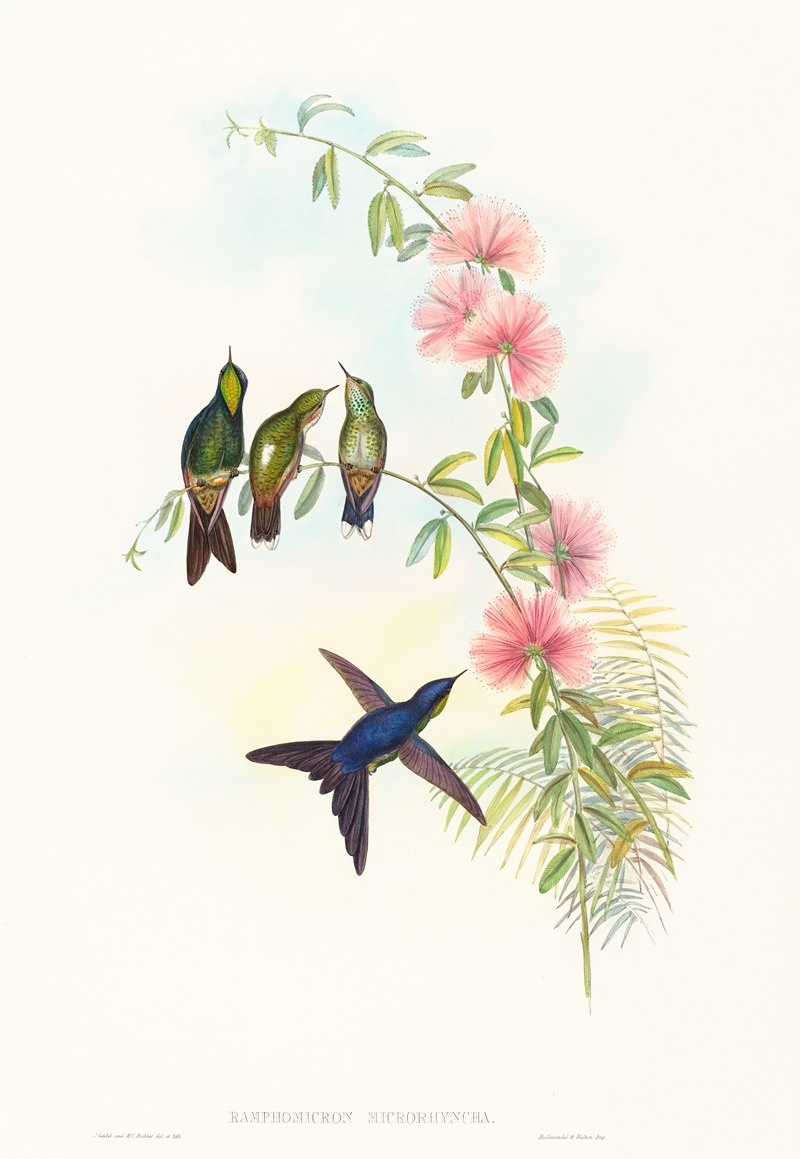 Ramphomicron microrhyncha — John Gould