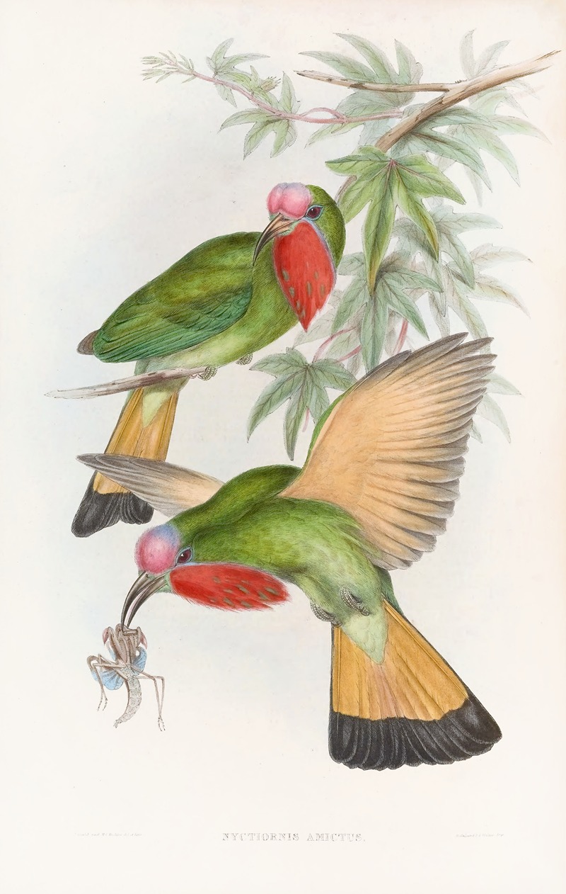 Red-throated Nyctiornis by John Gould, 1850-1883 — digital art print download