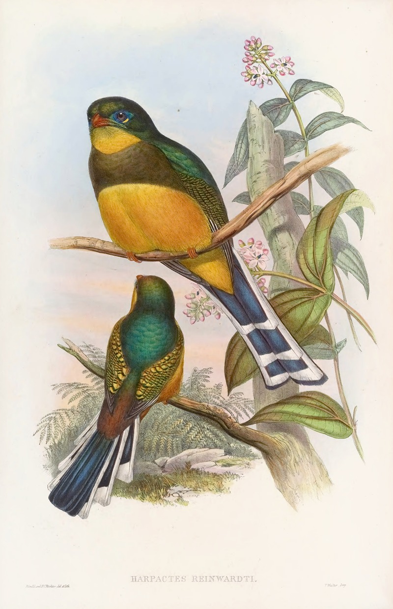 Reinwardt's Trogon by John Gould, 1850-1883 — digital art print download