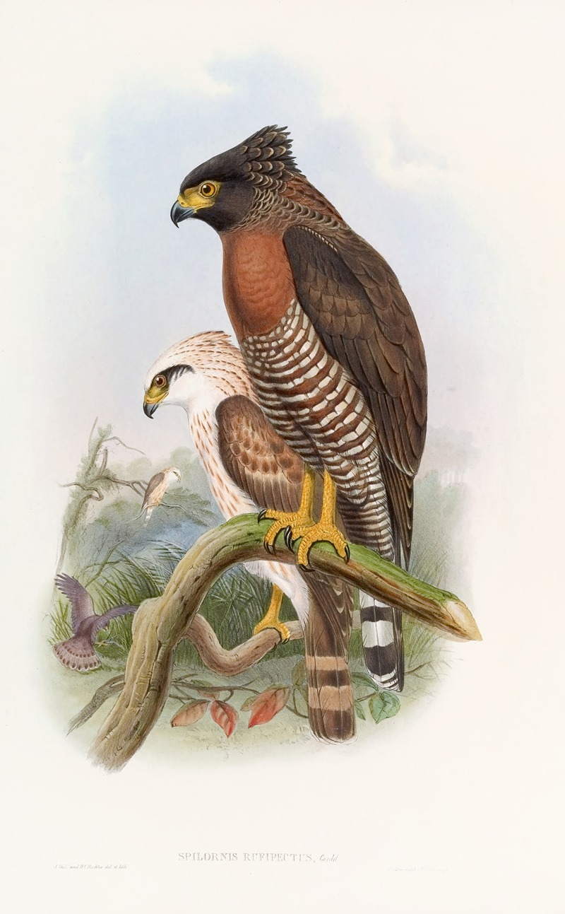 Rufous·breasted Spilornis by John Gould, 1850-1883 — digital art print download