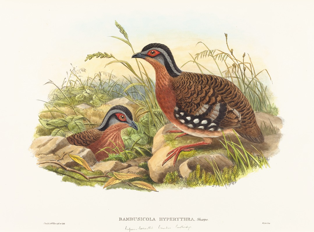 Rufous-breasted Bamboo Partridge by John Gould — digital art print download