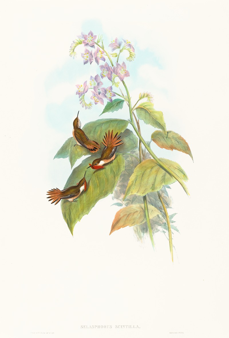 Selashorus scintilla — John Gould
