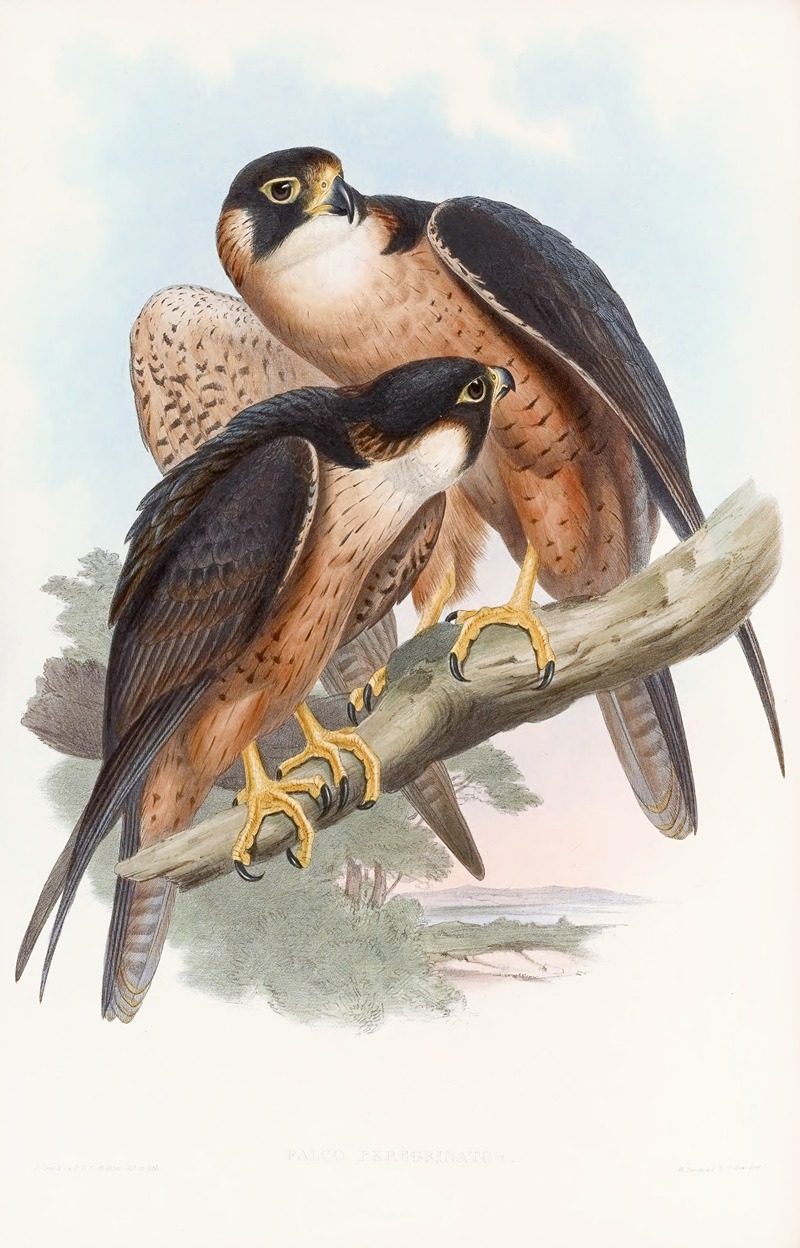 Shaheen Falcon by John Gould, 1850-1883 — digital art print download