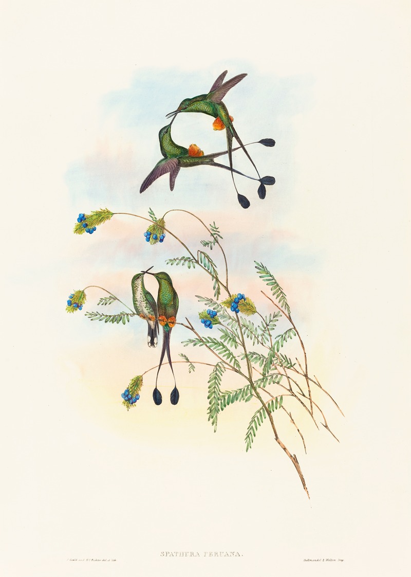 Spathura peruana by John Gould — digital art print download
