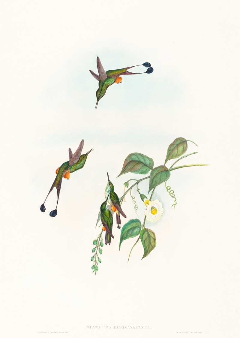 Spathura rufocaligata by John Gould — digital art print download