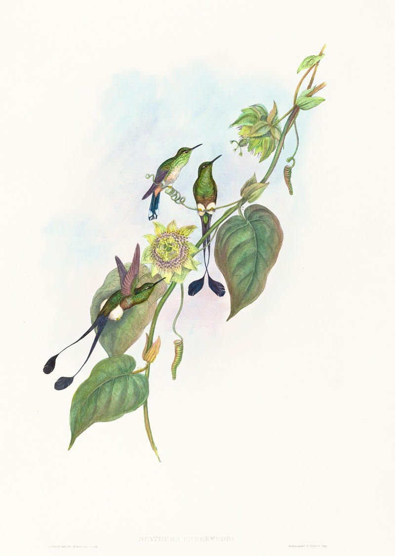 Spathura underwoodi — John Gould