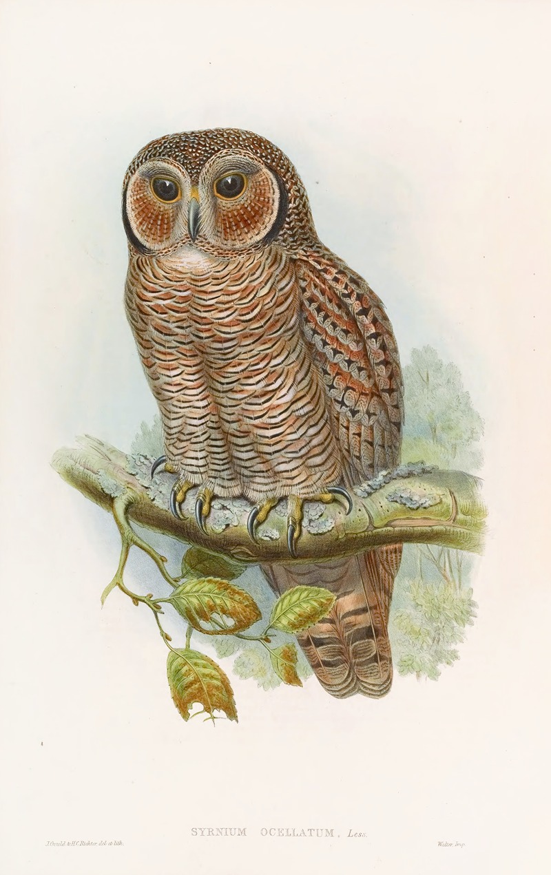 Speckled Wood-Owl by John Gould, 1850-1883 — digital art print download