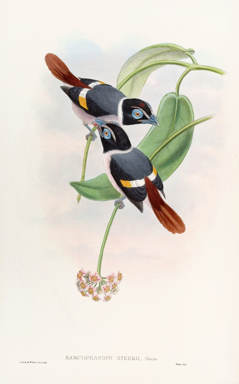 Steere's Broadbill by John Gould, 1850-1883 — digital art print download