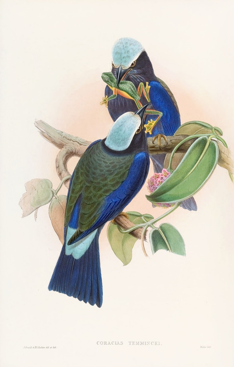Temminck's Roller by John Gould, 1850-1883 — digital art print download